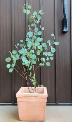 ユーカリ グニー スクエア型テラコッタ鉢植え 苗木 苗 シンボルツリー