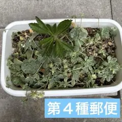 2025年最新】子持ち蓮華錦の人気アイテム - メルカリ