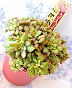 2025年最新】おらい 多肉植物さん苗の人気アイテム - メルカリ