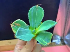 2026年最新】アガベ パリー 錦の人気アイテム - メルカリ