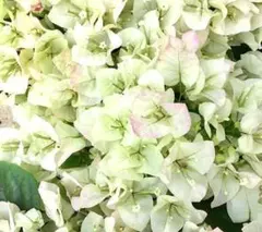 2026年最新】ブーゲンビリアの人気アイテム - メルカリ