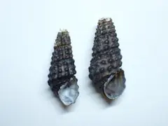 美品 ニシアフリカウニボラ 蓋付 貝殻標本 3.4cm - メルカリ