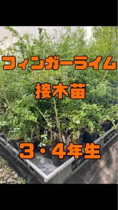 柑橘 2年生 フィンガーライム接木苗／苗 まとめて5鉢 撮影品発送
