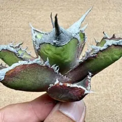 Lj_plants】Z290アガベ チタノタ 群生株 - メルカリ