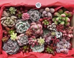 【165】多肉植物 カット苗詰め合わせ 寄せ植えセット■感謝SALE■
