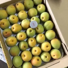 青森県産完熟間近豊後梅箱込み1.1キロ