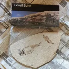 希少】アメリカ ワイオミング州 絶滅古代魚の良質化石 ④ - メルカリ