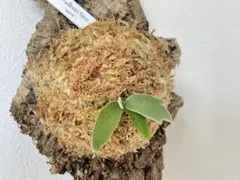 hinanami様 リクエスト 3点 まとめ商品