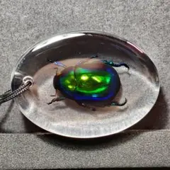 土日限定セール　昆虫標本　日本産オオヨツバコガネムシ 土日限定セール 昆虫標本 日本産オオヨツバコガネムシ 土日限定