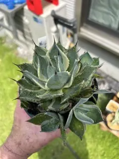 2026年最新】アガベポタトラムの人気アイテム - メルカリ