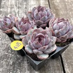 みーーこ様 リクエスト 2点 まとめ商品