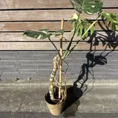 2026年最新】モンステラ イエローモンスターの人気アイテム - メルカリ