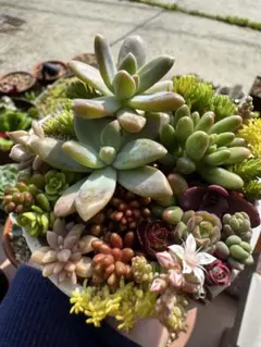 多肉植物【トリカラー】セダム ポットごと or 抜き苗 6㎝ポット - メルカリ