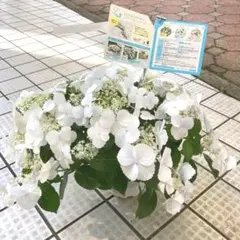お買い得❣️アジサイ ラグランジア ブライダルシャワー 5寸 ボリューム抜群 1鉢のサムネイル