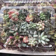 2026年最新】多肉 抜き苗 セットの人気アイテム - メルカリ