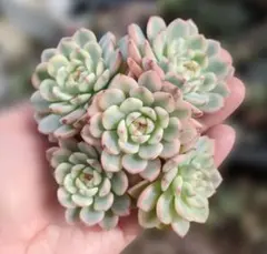 姫蓮錦　群生　多肉植物　カット苗