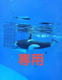 専用