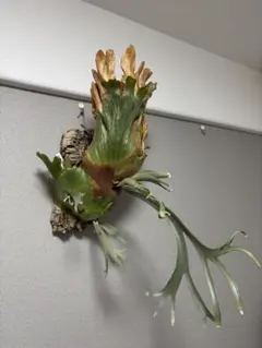 Tillandsia kautskyi / カウツキー（現地球・山採り株） - メルカリ
