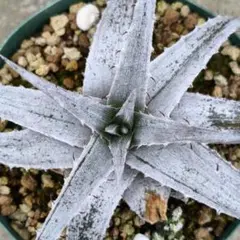 Dyckia braunii hyb 選抜 短葉/丸葉/幅広葉 今週末発送限定値下】Dyckia braunii hyb 選抜 短葉/丸葉 - メルカリ