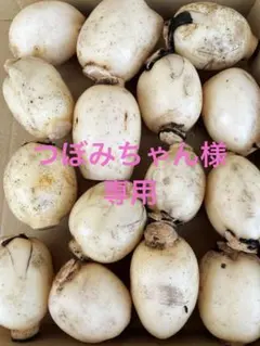 つぼみちゃん様専用