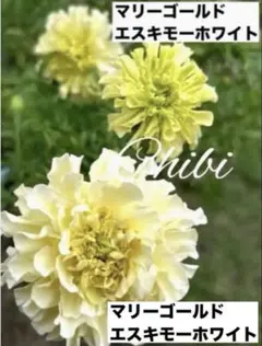 山田晴三様 リクエスト 2点 まとめ商品