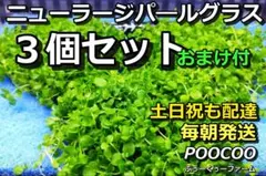 【毎朝発送】ニューラージパールグラス3個セット（水上葉、無農薬、スネールなし）のサムネイル
