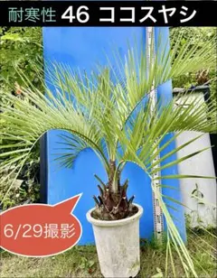 46耐寒性 ココスヤシ 鉢植え 常緑樹 - メルカリ