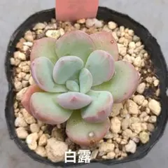 選抜株】多肉植物 エケベリア 362356 ソフト コーラル 1個 抜き苗