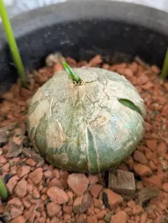 【現品・鉢まま出荷】新芽活動中!!　ボヴィエア　ボルビリス　蒼角殿⑥