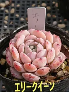 2026年最新】エリークイーンの人気アイテム - メルカリ