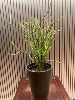 ミルクブッシュ ポット苗 4号プラ鉢付き 観葉植物のサムネイル
