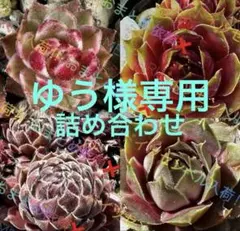 センペルビウム 詰め合わせ ゆう様専用