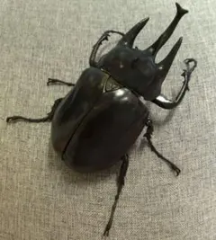 いきもの大図鑑　アドバンス　ゾウカブト　アクティオンゾウカブト（カプセル版）のサムネイル