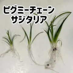 K.A様 リクエスト 3点 まとめ商品