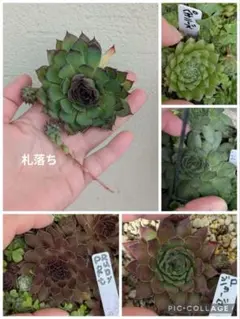 現品♡センペルビウム サンドロップ♡6個セット お得 ♡多肉植物