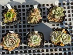 多肉植物６種セット☆ ５.５㌢