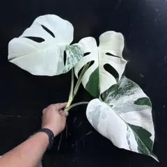 斑入りモンステラ ホワイトタイガー極美大株72cm白斑多白勝ち 斑入りモンステラ ホワイトタイガー極美大株58cm白斑多レア