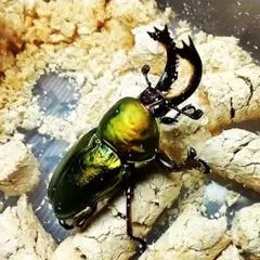 Item thumbnail for item 5d33490a-1bc2-4beb-880f-97b72606ee28