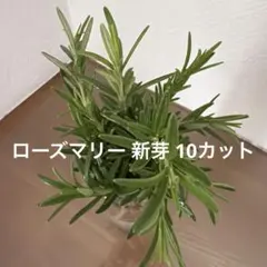 ラベンダー 挿し穂 10本 カット苗 挿木 フレンチラベンダー ラベンダー