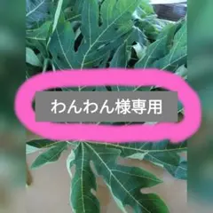 2025年最新】パパイヤの葉の人気アイテム - メルカリ