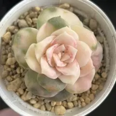 2026年最新】ラブリーローズ錦の人気アイテム - メルカリ