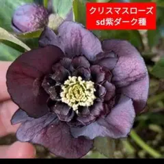 2025年最新】大和園 クリスマスローズの人気アイテム - メルカリ