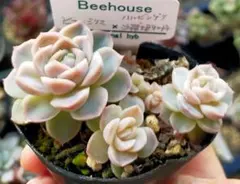 2026年最新】BEE HOUSE エケベリアの人気アイテム - メルカリ