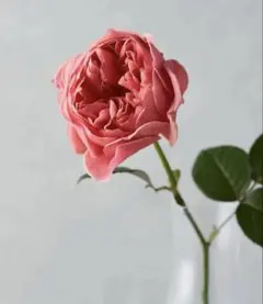 バラ苗 挿し木苗 かおり 和バラ 廃盤品種 切花品種 強香