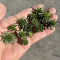 ❣️多肉植物　センペルビウム❣️