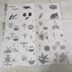 2026年最新】サピックス カード 動物 植物の人気アイテム - メルカリ