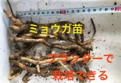 のり様 リクエスト 2点 まとめ商品