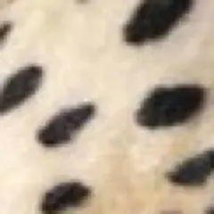 Item thumbnail for item 1a4d11e5-c142-4d61-81d3-7a917257b46b