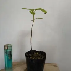 植木苗クロモジのサムネイル