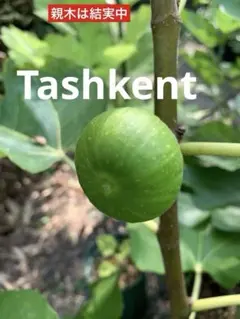 イチジク穂木★超稀少な品種 ★Tashkent 苗木のサムネイル